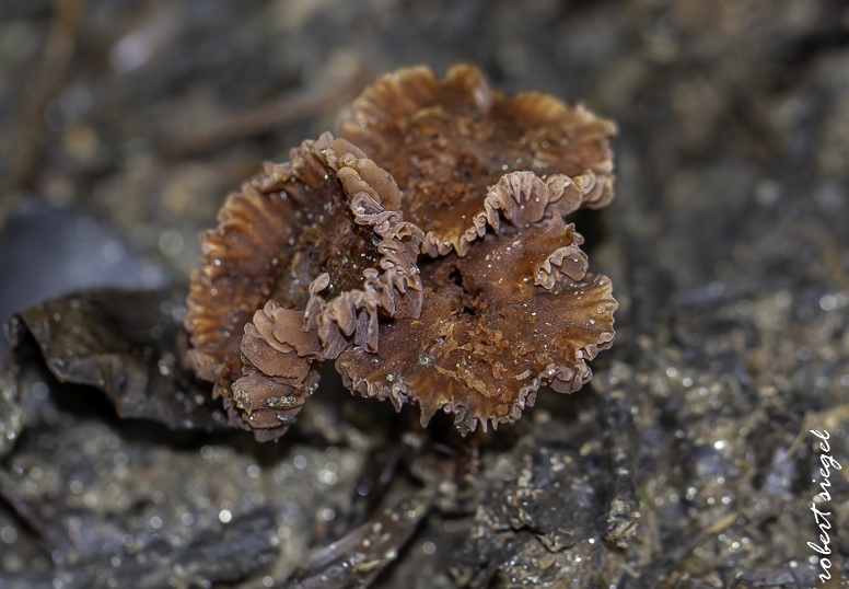 fungus - madagascar